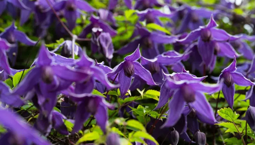 Ein Meer aus violetten Blüten, die an den richtigen Zeitpunkt für clematis schneiden erinnern.