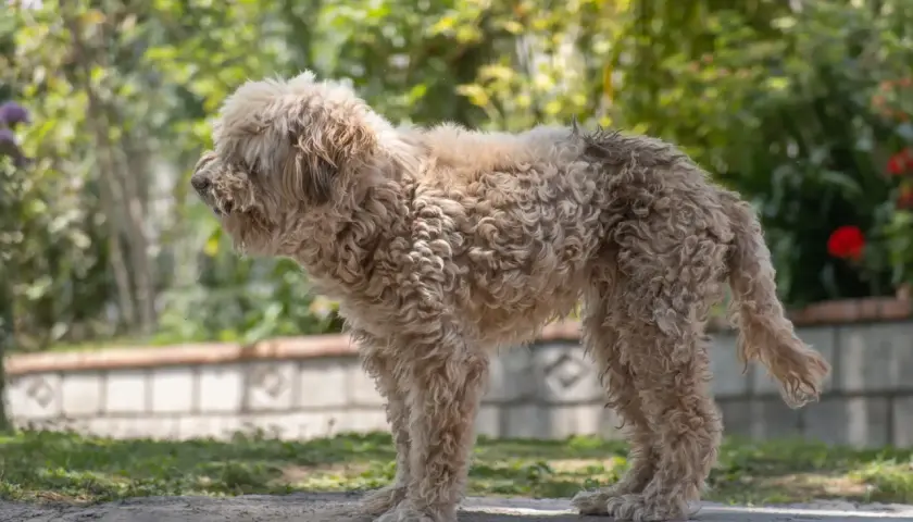 Puszysty lagotto romagnolo z kręconą sierścią stoi na ścieżce w ogrodzie, otoczony zielenią i kwiatami.