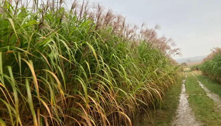 Champ de miscanthus aux plumes rosées, une ressource prometteuse pour le chauffage individuel, bordant un chemin rural humide.