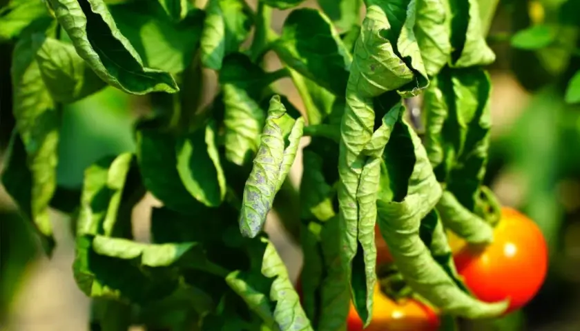 Feuilles de tomates qui s'enroulent, montrant des signes de stress ou de maladie. Des tomates rouges sont visibles en arrière-plan.
