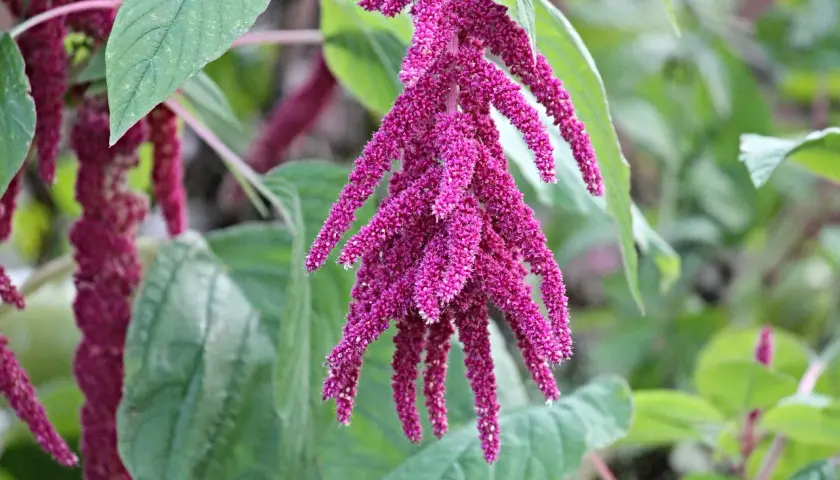 Fiori penduli di amaranto pianta, di un intenso colore fucsia, tra foglie verdi.