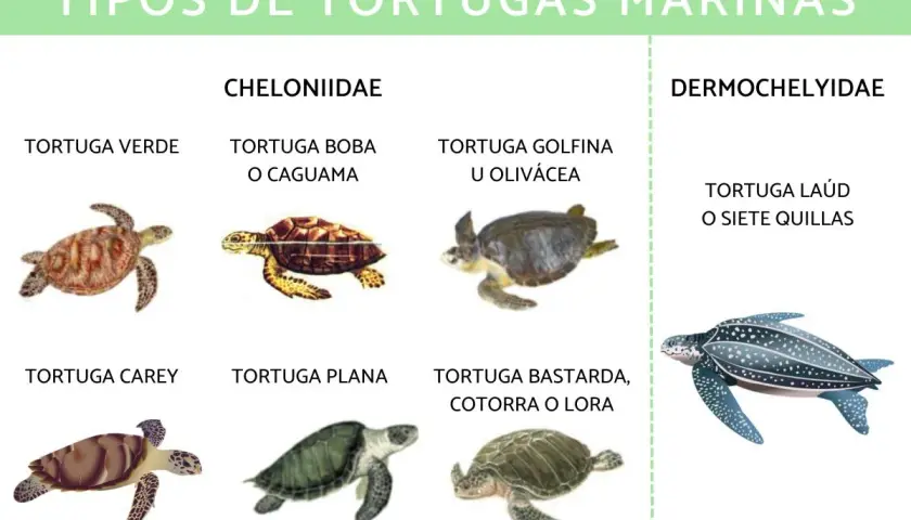 Diversos tipos de tortugas marinas: verde, boba, golfina, carey, plana, bastarda y laúd.