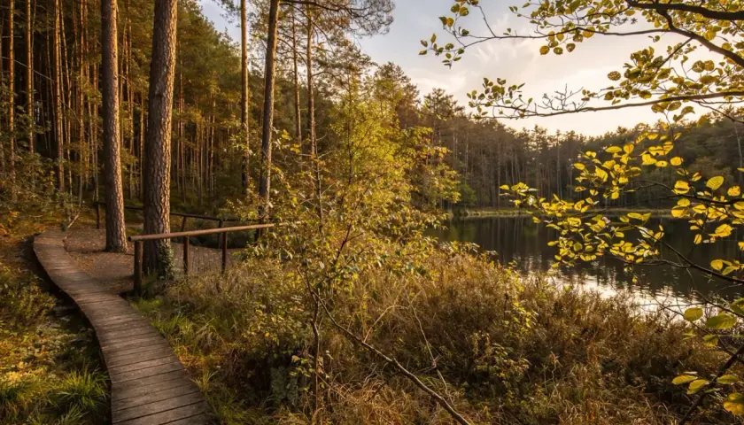Drewniana kładka prowadzi przez jesienne Bory Tucholskie nad spokojne jezioro. Jak dojechać? Szukaj ścieżek wśród sosen.
