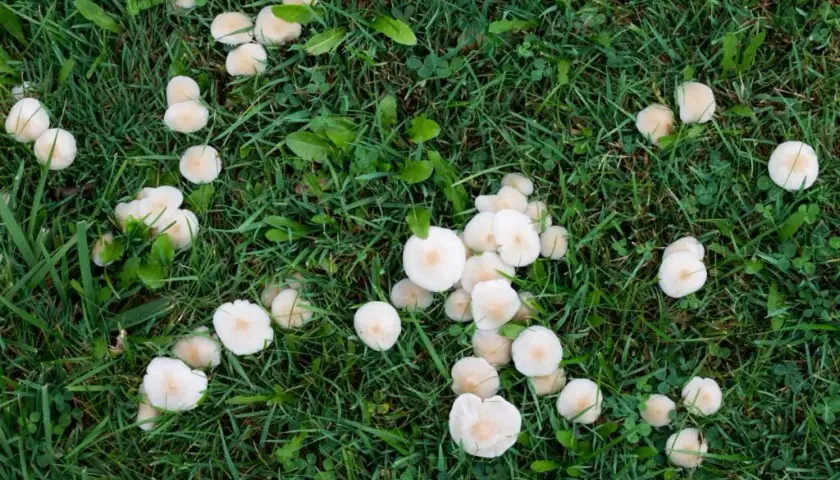 Pozbycie się białych grzybów na trawniku: 5 skutecznych sposobów