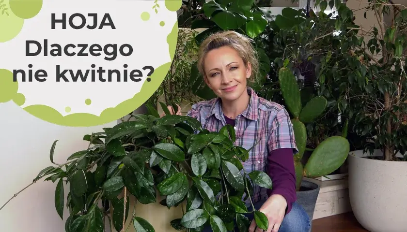 Dlaczego hoja nie kwitnie? Odkryj przyczyny i rozwiązania