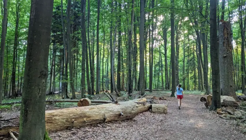 Ścieżka przez bukową górę, gdzie powalone drzewa tworzą naturalne przeszkody.