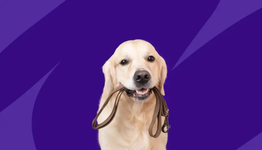 A golden retriever holds a leash in its mouth, ready for a walk. This image relates to benazepril for dogs, a medication for heart conditions.