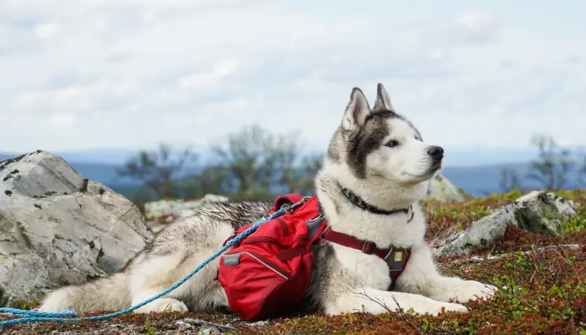 En ståtlig husky med röd packväska vilar på en fjällhed, redo för äventyr. En perfekt kompanjon för vandra med hund.