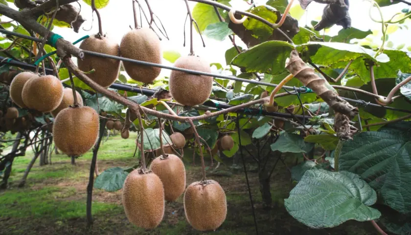 Gros fruits du kiwi pendent des branches d'un arbre du kiwi, prêts à être récoltés.