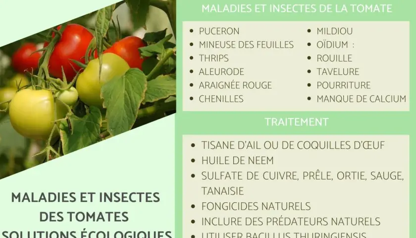 Tomates vertes et rouges menacées par le mildiou, l'oïdium et autres dangers. Solutions écologiques pour les protéger.