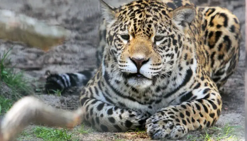Piękny jaguar w krakowskim zoo. Warto odwiedzić to miejsce, jeśli szukasz wrażeń.
