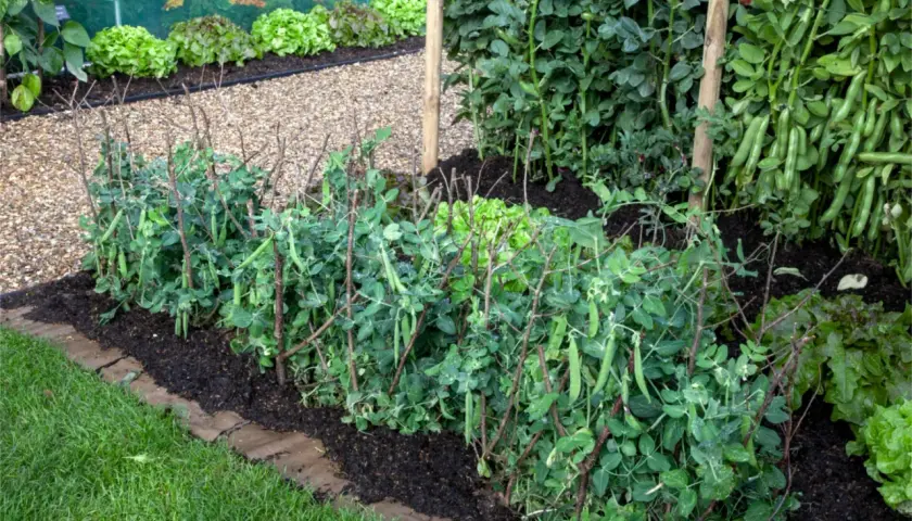 Reihen von Erbsenpflanzen mit Schoten, gestützt durch Äste, wachsen im Garten. Salatköpfe sind im Hintergrund zu sehen. Dies ist ein Beispiel für die no-dig-Methode.