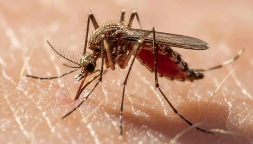 Mosquito succionando sangre, vector de filaria en perros.