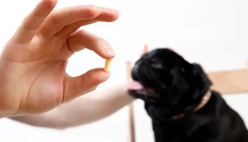 A hand holds a pill, offering it to a black pug. This could be tylan powder for dogs, a common treatment.