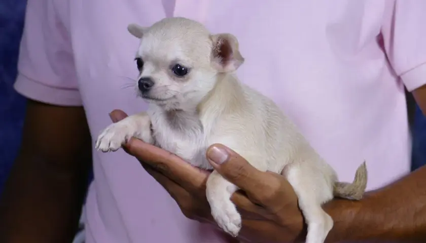 Un adorable cachorro chihuahua de pelo corto, de color crema, descansa en una mano.