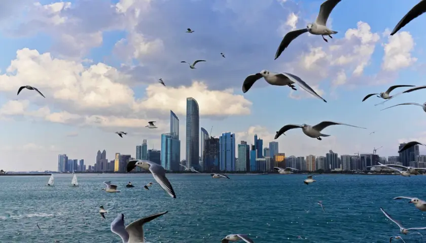 Ptaki szybujące nad wodą na tle nowoczesnej panoramy miasta, w tym drapaczy chmur. Widok na corniche Abu Dhabi.