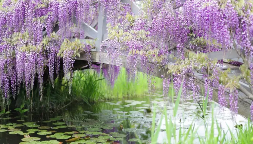 Cascades de glycine fleur tombent sur un étang paisible, créant un spectacle enchanteur.