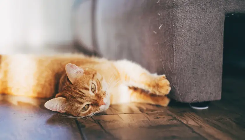 Eine orangefarbene Katze liegt auf dem Boden neben einem Sofa. Sie streckt eine Pfote aus, als ob sie am Sofa kratzen würde.