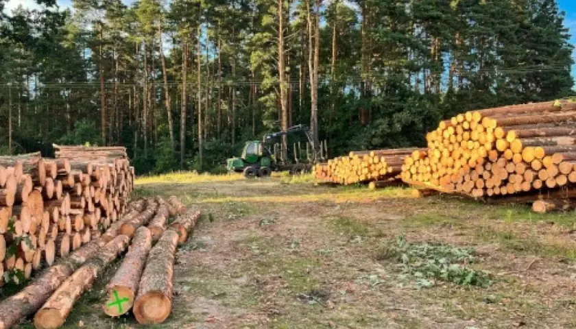 Prośba o wycięcie drzewa zagrażającego bezpieczeństwu – procedury