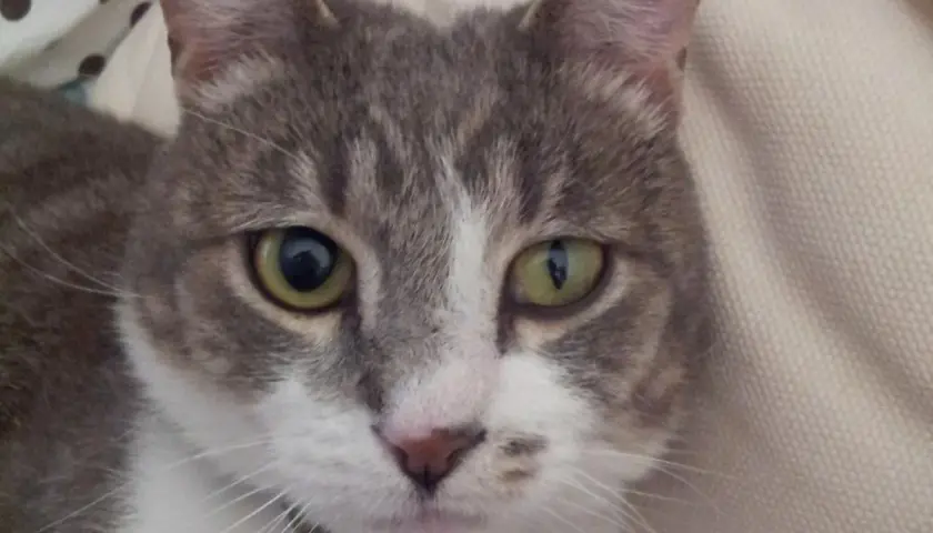 Gato gris y blanco con un ojo afectado por el síndrome de Horner. Su pupila izquierda está dilatada, mientras que la derecha parece normal.