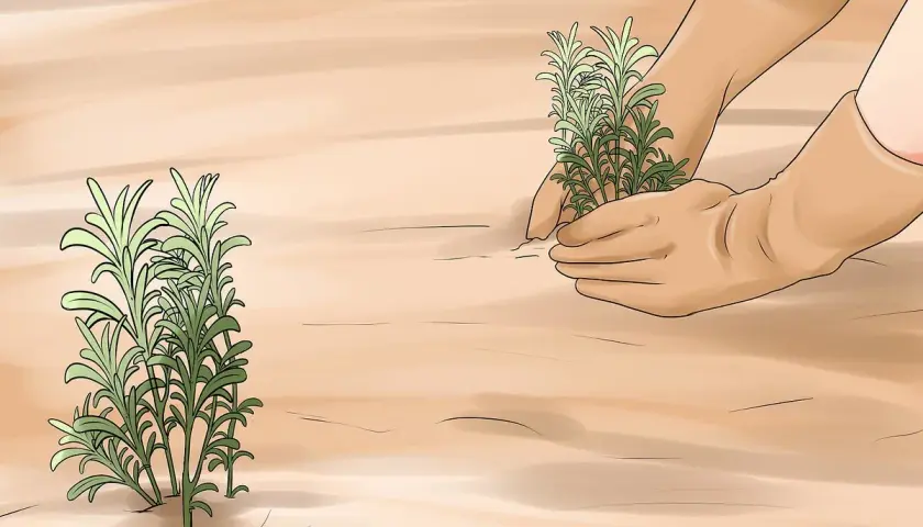 Hände in Handschuhen pflanzen Lavendel. Ein anderer Lavendelbusch steht daneben.