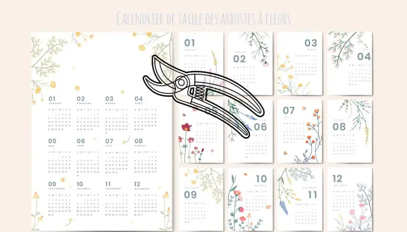 Calendrier de taille des arbustes à fleurs. Une paire de sécateurs est posée sur des calendriers mensuels. Peut-on tailler un althéa en septembre ? Ce calendrier indique quand.