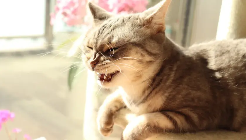 Graue Katze mit geöffnetem Maul und sichtbaren Zähnen, als ob sie gerade niest. Sie sitzt im Sonnenlicht vor rosa Blumen.