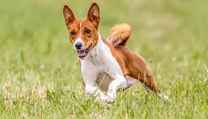 Basenji corre feliz en la hierba, sin emitir su característico ladrido.