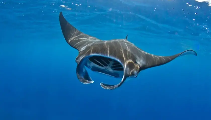 Una majestuosa mantarraya, la mantarraya más grande del mundo, nada en aguas azules.