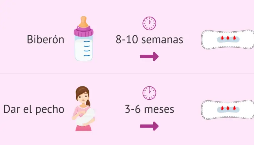 Biberón: 8-10 semanas. Dar el pecho: 3-6 meses. ¡Me ha venido la regla antes de terminar la cuarentena!