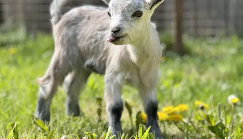 Un bébé chèvre naine, langue sortie, gambade dans l'herbe verte. Une image pleine d'espérance vie.