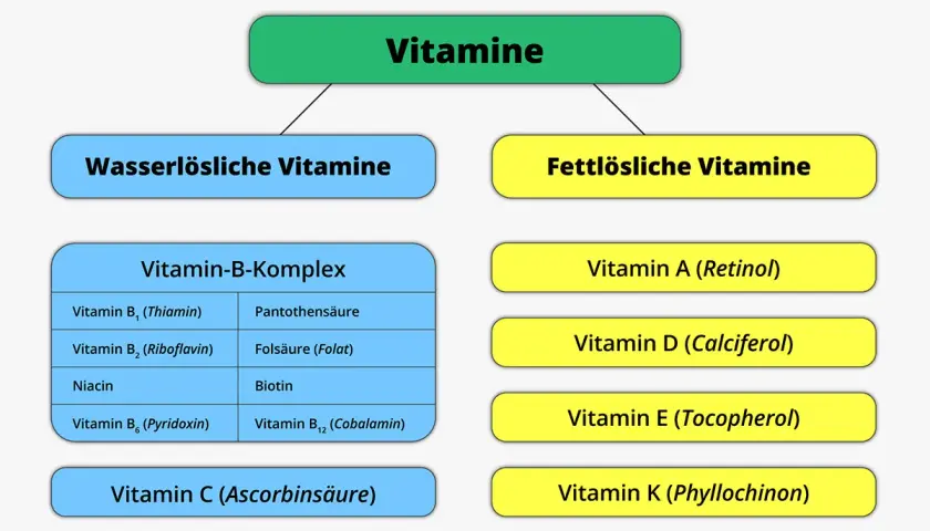 Vitamine und ihr Einfluss auf den Stoffwechsel für mehr Energie und Gesundheit
