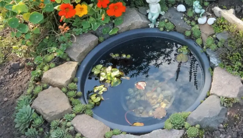 Ein kleiner Teich im Garten, umgeben von Steinen und Sukkulenten. Ein Frosch wacht über das Wasser, in dem ein kleiner Fisch schwimmt. Perfekt, um einen Miniteich anzulegen.