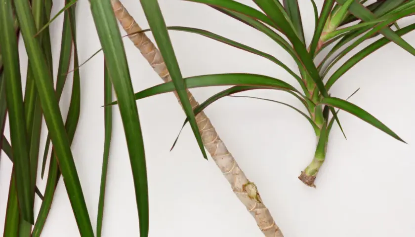 Zielona dracena z czerwonymi brzegami liści, gotowa do rozmnażania.
