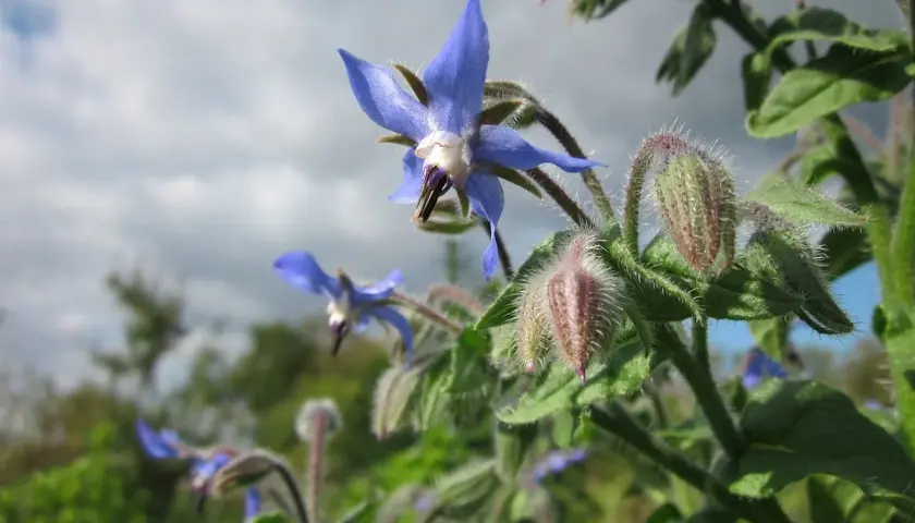 Fiori blu stellati di borragine verdura, con boccioli pelosi e cielo nuvoloso sullo sfondo.