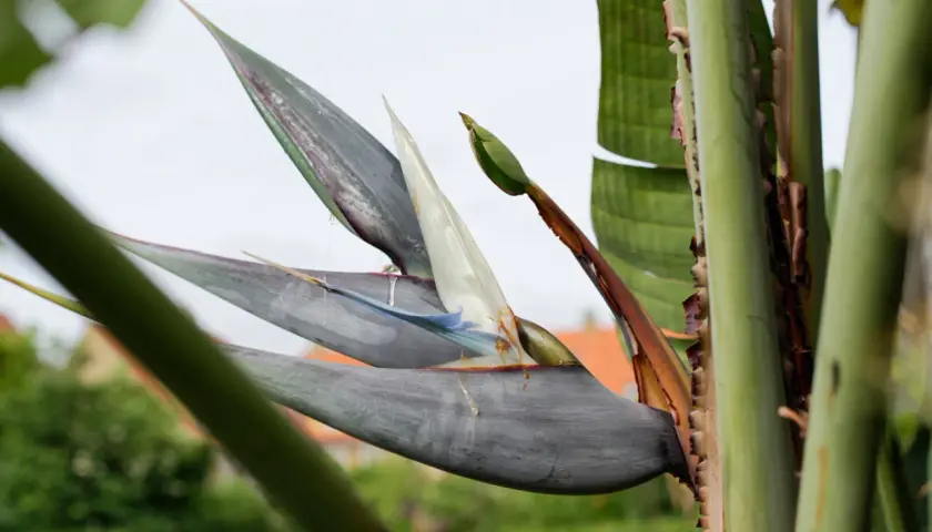 En Strelitzia Nicolai, även kallad paradisfågelblomma, med sina grågröna blad och vita blommor, reser sig mot en ljus himmel.