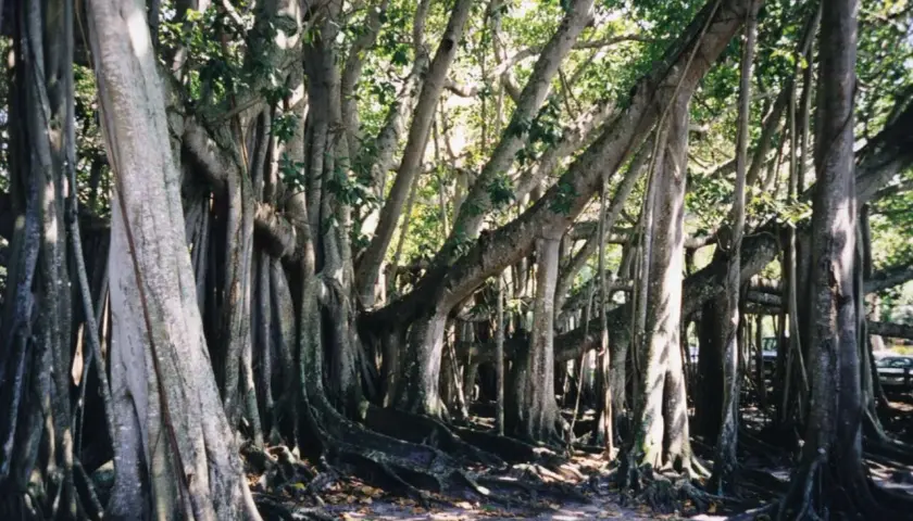 Imponujący, rozłożysty **ficus benghalensis** z licznymi korzeniami powietrznymi tworzącymi gęsty las.