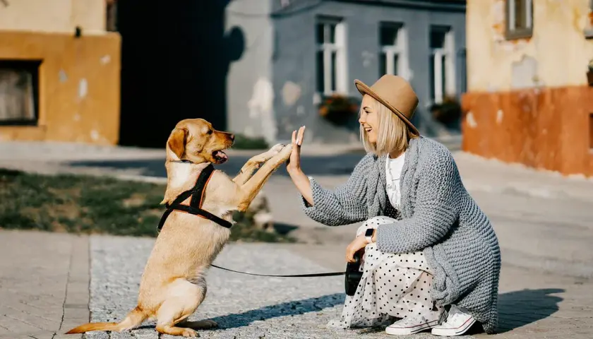 Mujer y perro se dan la mano, un momento tierno que nos hace pensar en cuanto cuesta mantener un perro.