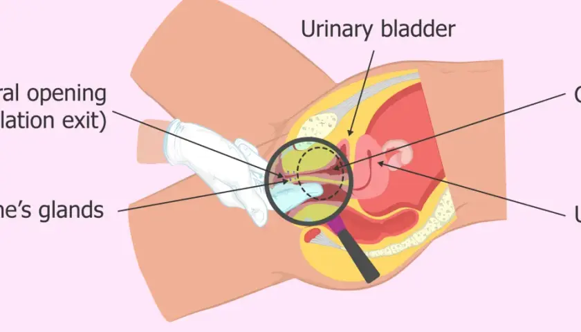 Anatomia kobieca: cewka moczowa, gruczoły Skene'a, pęcherz, macica i punkt G. Czy to squirt?