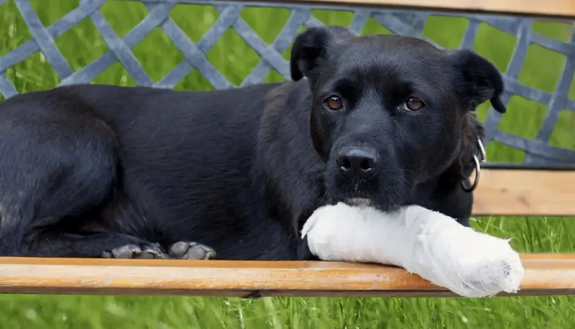 Perro negro con pata vendada, descansando en un banco. Quizás necesite una dosis de nolotil para perros.