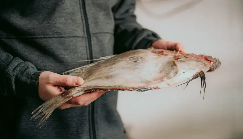Persona sujetando un pescado plano y fresco con aletas visibles.