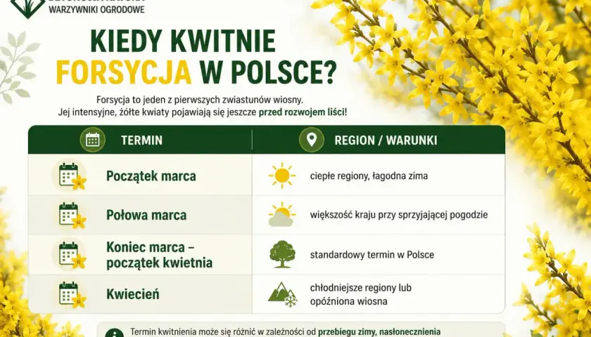 Kiedy kwitnie forsycja w Polsce? Intensywne, żółte kwiaty pojawiają się wczesną wiosną, od początku marca do kwietnia, w zależności od regionu i pogody.