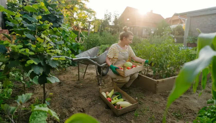 Frau erntet Gemüse im Garten. Sie sortiert Tomaten, Kohl und Paprika. Ein guter Zeitpunkt, um zu überlegen, was man im Mai pflanzen kann.
