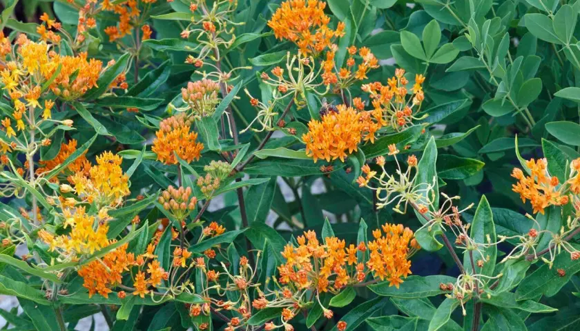 Leuchtend orange Blütenstände der Seidenpflanze, die trotz ihres Verbots in manchen Regionen Bienen anlocken.