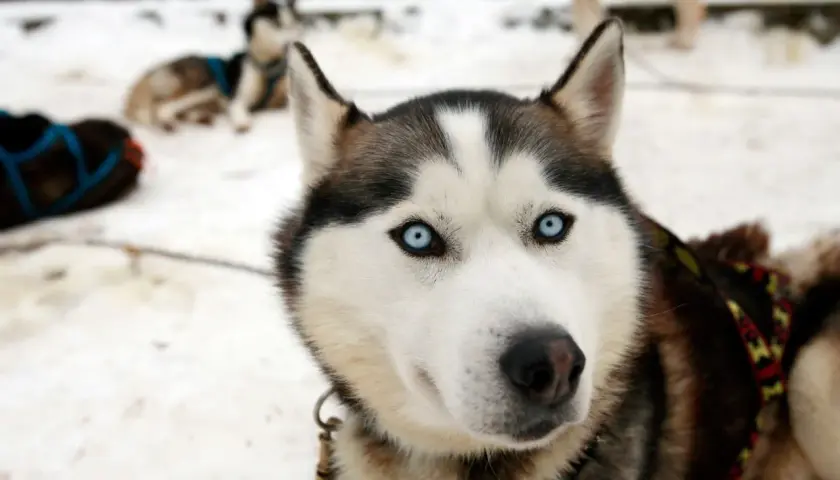 Husky z Bieszczad gotowy na szlaki. Jego niebieskie oczy patrzą wprost, czekając na przygodę.