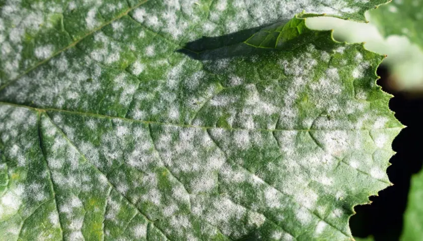 Hoja verde con manchas blancas polvorientas, indicativo de enfermedades de las plantas como el oídio.