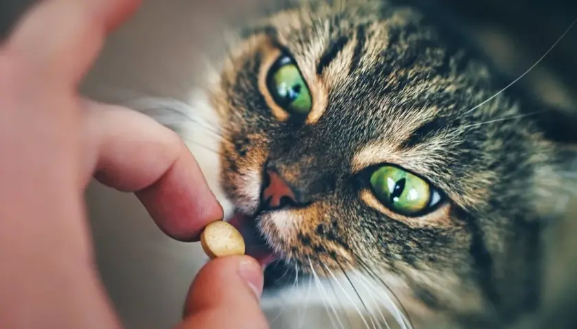 Eine Hand gibt einer Katze mit grünen Augen eine Tablette.