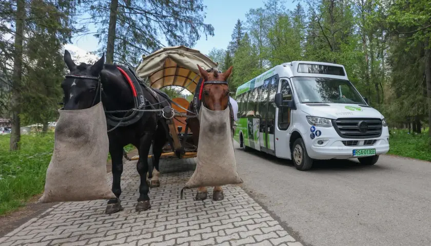 Dwa konie z workami na nogach czekają na turystów, którzy wybierają się na Morskie Oko. Obok stoi elektryczny bus.