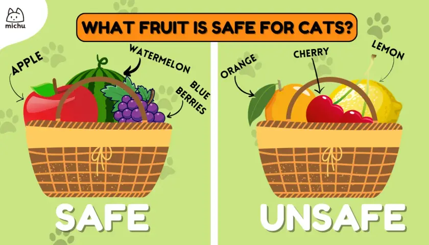 Safe fruits for cats include apples, watermelon, and blueberries. Unsafe fruits are oranges, cherries, and lemons.