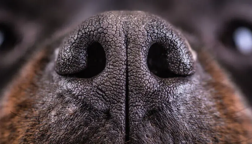 Nahaufnahme der trockenen Nase eines Hundes, die feinen Rillen und die dunkle Farbe sind gut sichtbar.